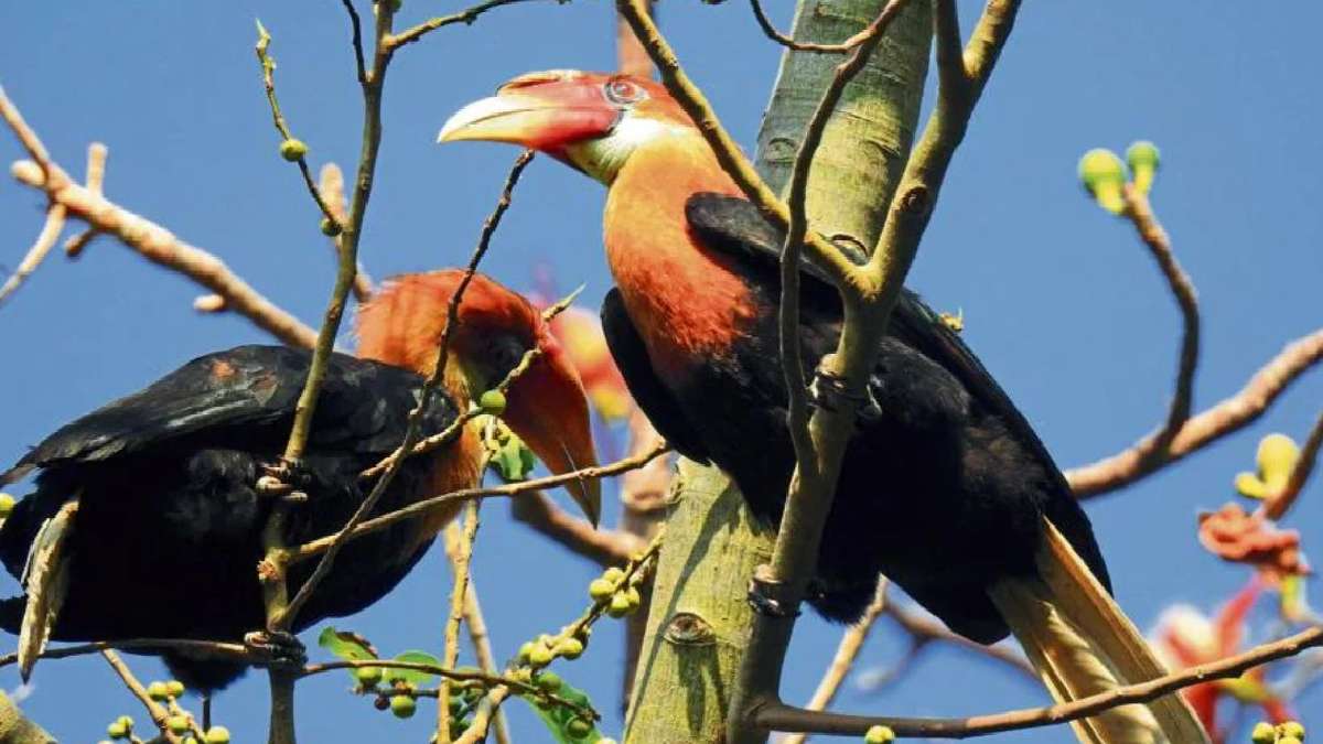 नारकोंडम हॉर्नबिल 
