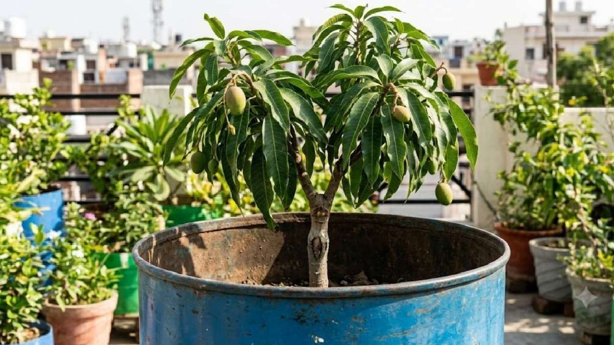 ड्वार्फ वैरायटी का आम 
