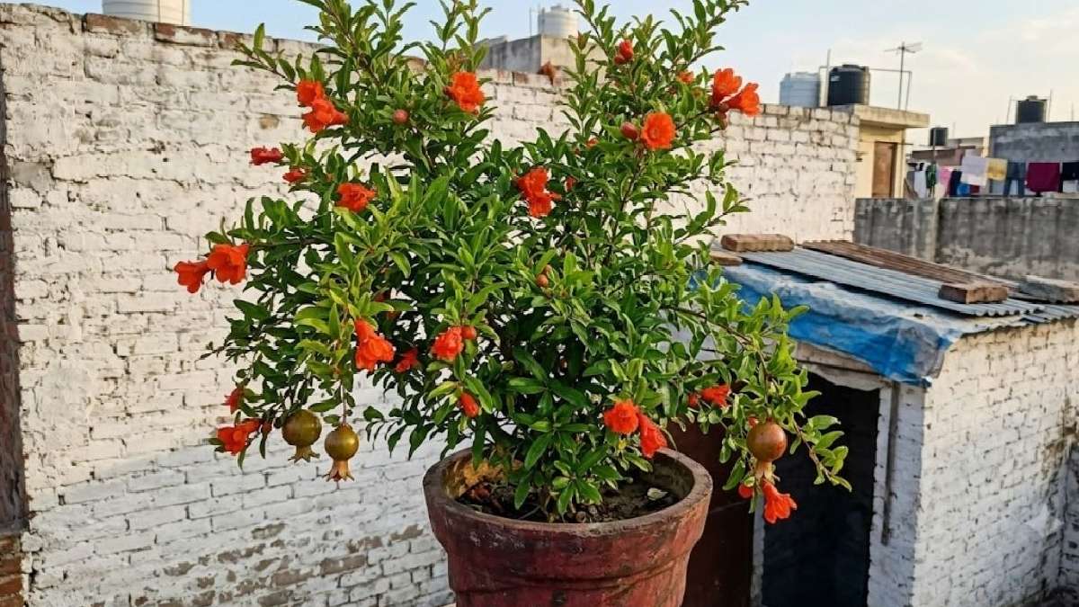 अनार 