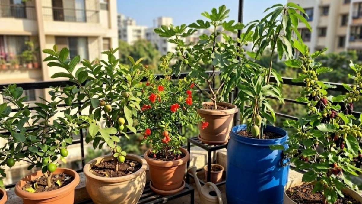 घर की छत या बालकनी में लगाएं ये 6 फलदार पौधे, सालों-साल मिलेगी बंपर पैदावार