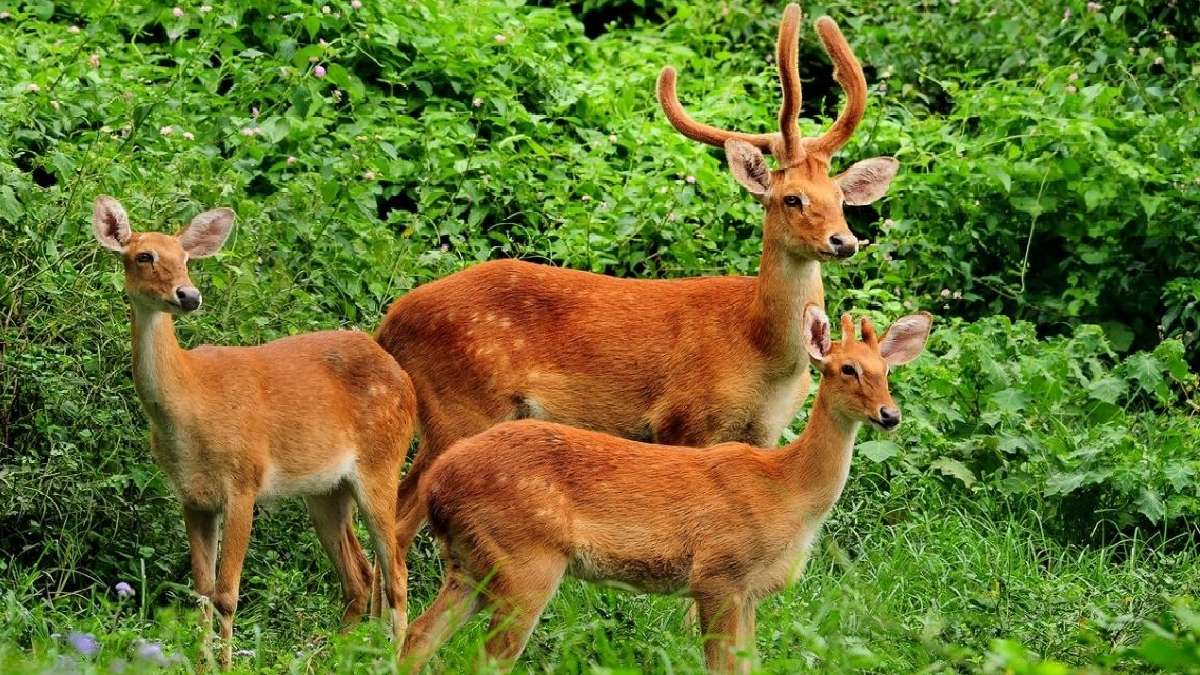 संगाई हिरणों का प्राकृतिक आवास