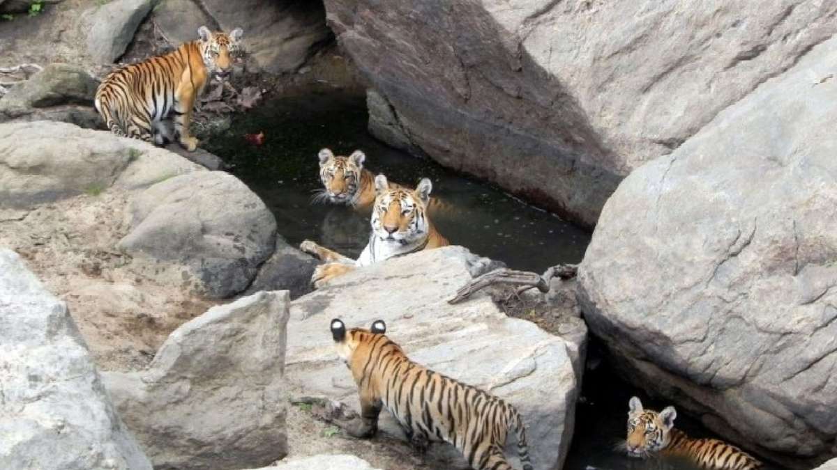 पेंच टाइगर रिजर्व, मध्य प्रदेश