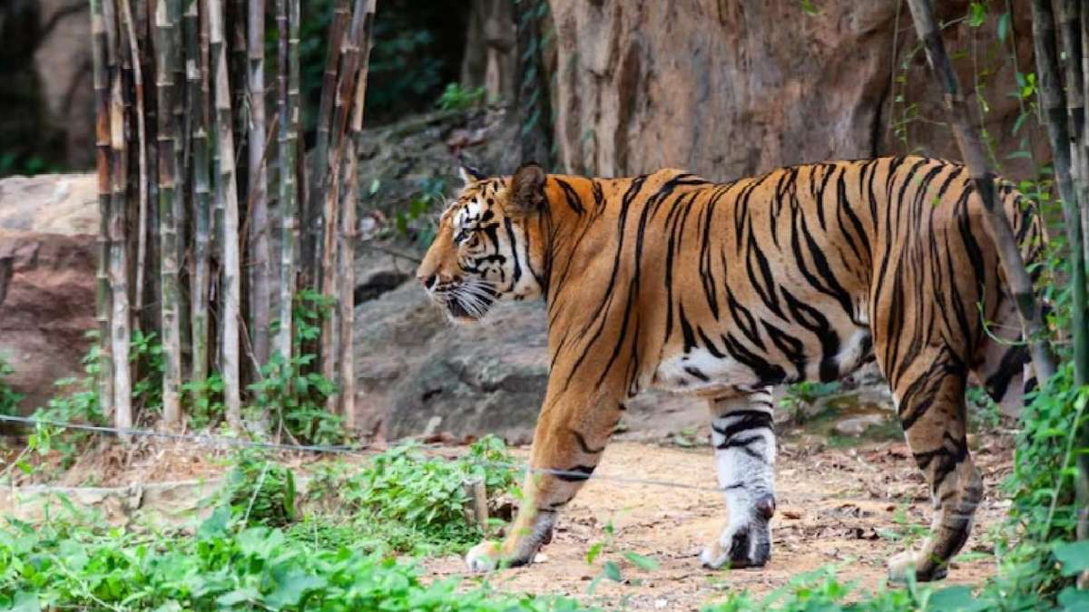 बाघों का करना है दीदार