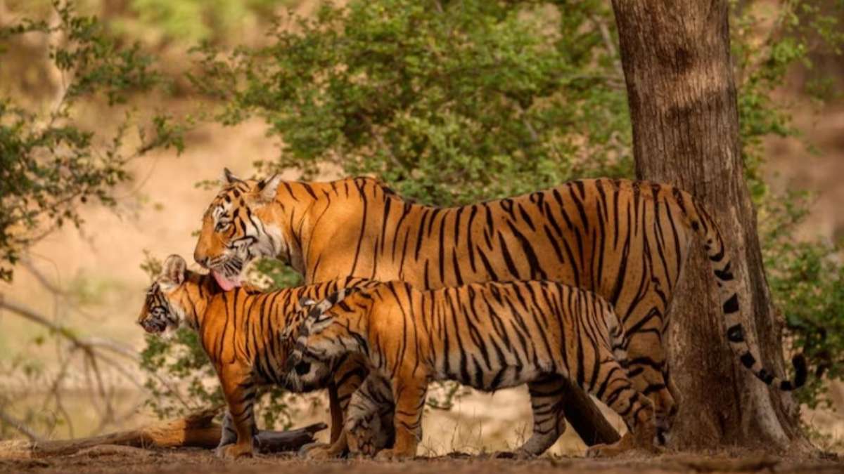 वाइल्डलाइफ ट्रिप का कर रहे हैं प्लान? बाघों के दीदार के लिए बेस्ट हैं भारत के ये 5 टाइगर रिजर्व