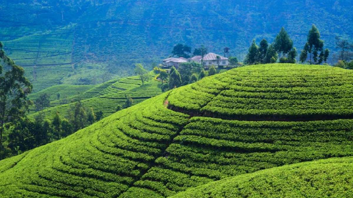भारत के खूबसूरत चाय के बागान