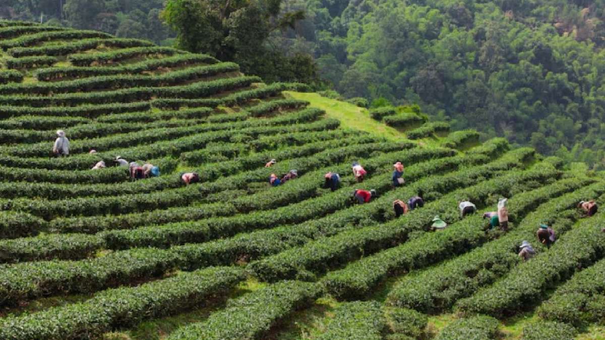 दार्जिलिंग, पश्चिम बंगाल