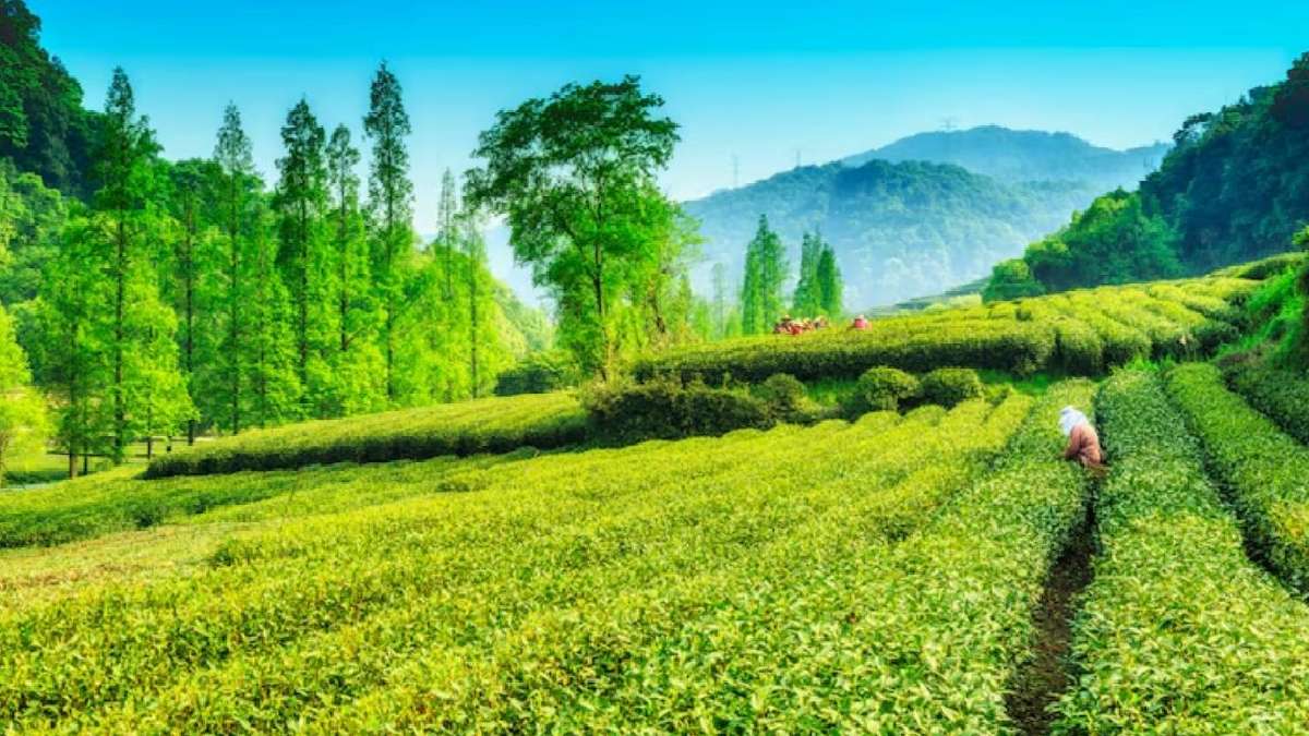 वायनाड, केरल